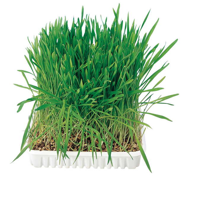 Jollypaw - Katzenzubehör - Katzengras - ca. 100 g