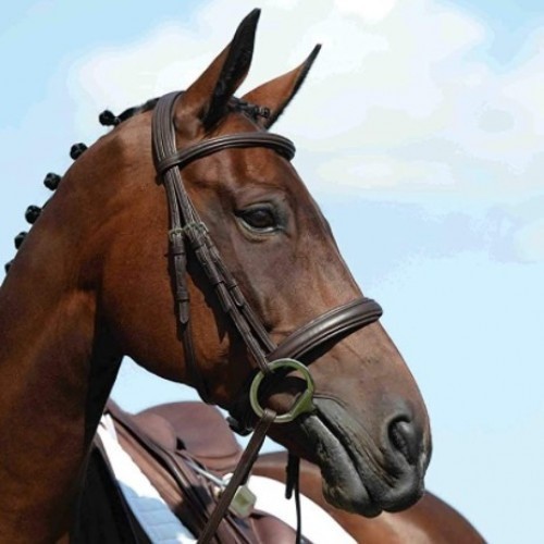 Cabeçada acolchoada Syntovia para cavalos, marrom
