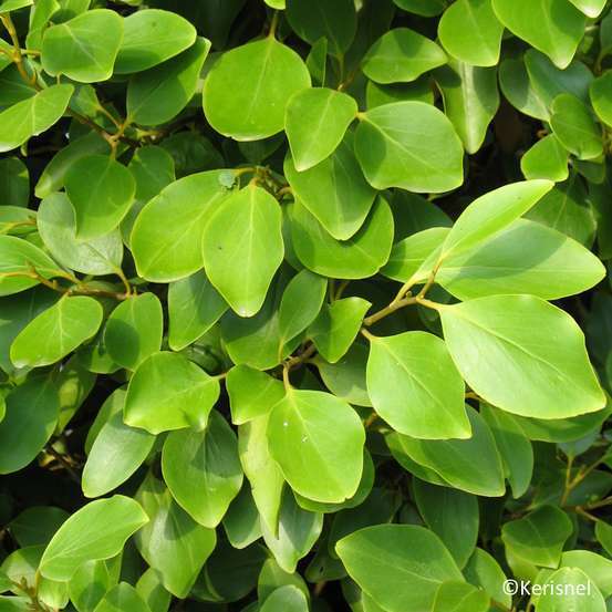 Griselinia littoralis - pot 15 L