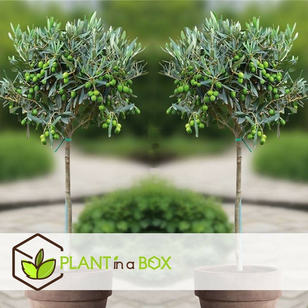 Olea europaea - set de 2 - d'olivier dans un panier - pot 14cm - hauteur 45-55cm