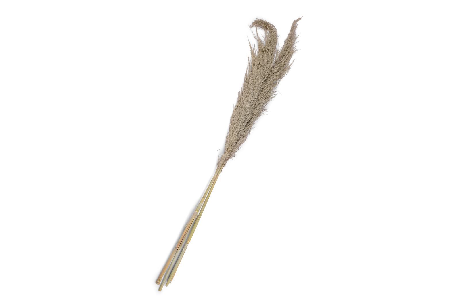 Pampas 3pk