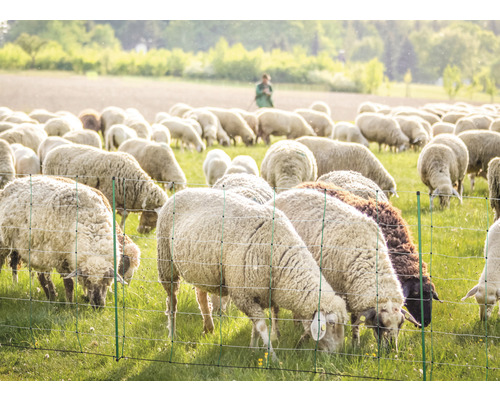 Schapennet TopLine Plus Net dubbele pen 50 m x 90 cm groen