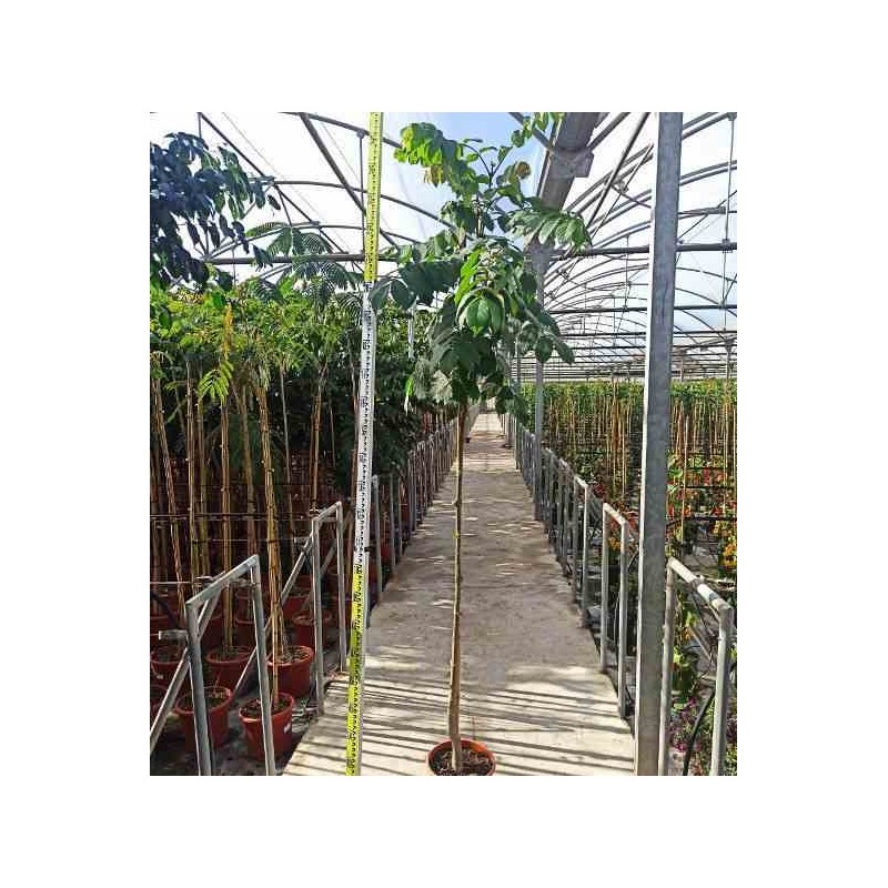 Spathodea campanulata (tulipier du gabon) taille pot de 8l - 180/200cm