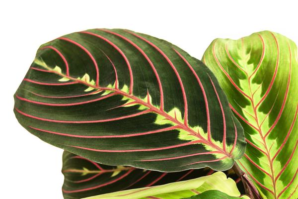 Marante - Maranta leuconeura 'Fascinator'