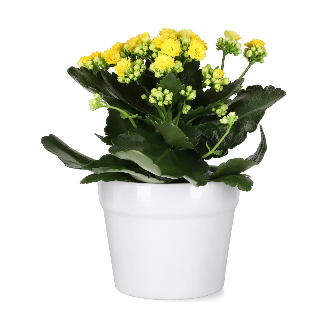 Kalanchoe yellow 10,5cm Ildtopp Høyde 25 cm