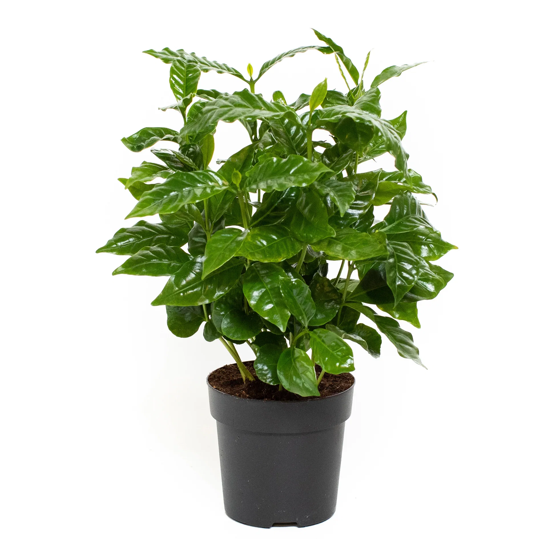 Coffea arabica Kaffeplante Høyde 25 cm