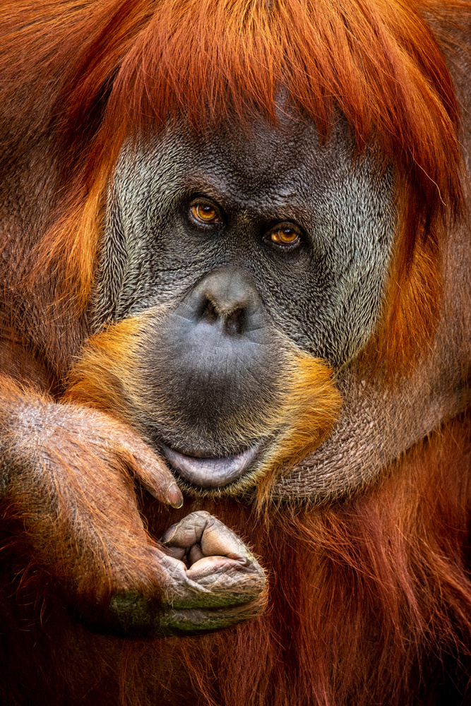Akustikbild ORANG-UTAN 80x120cm, 7kg