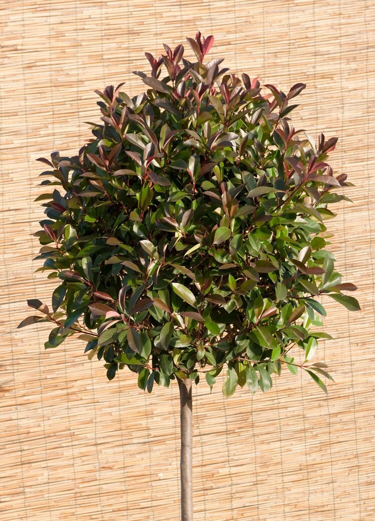 Glansmispel (Photinia Fraseri 'Red Robin')