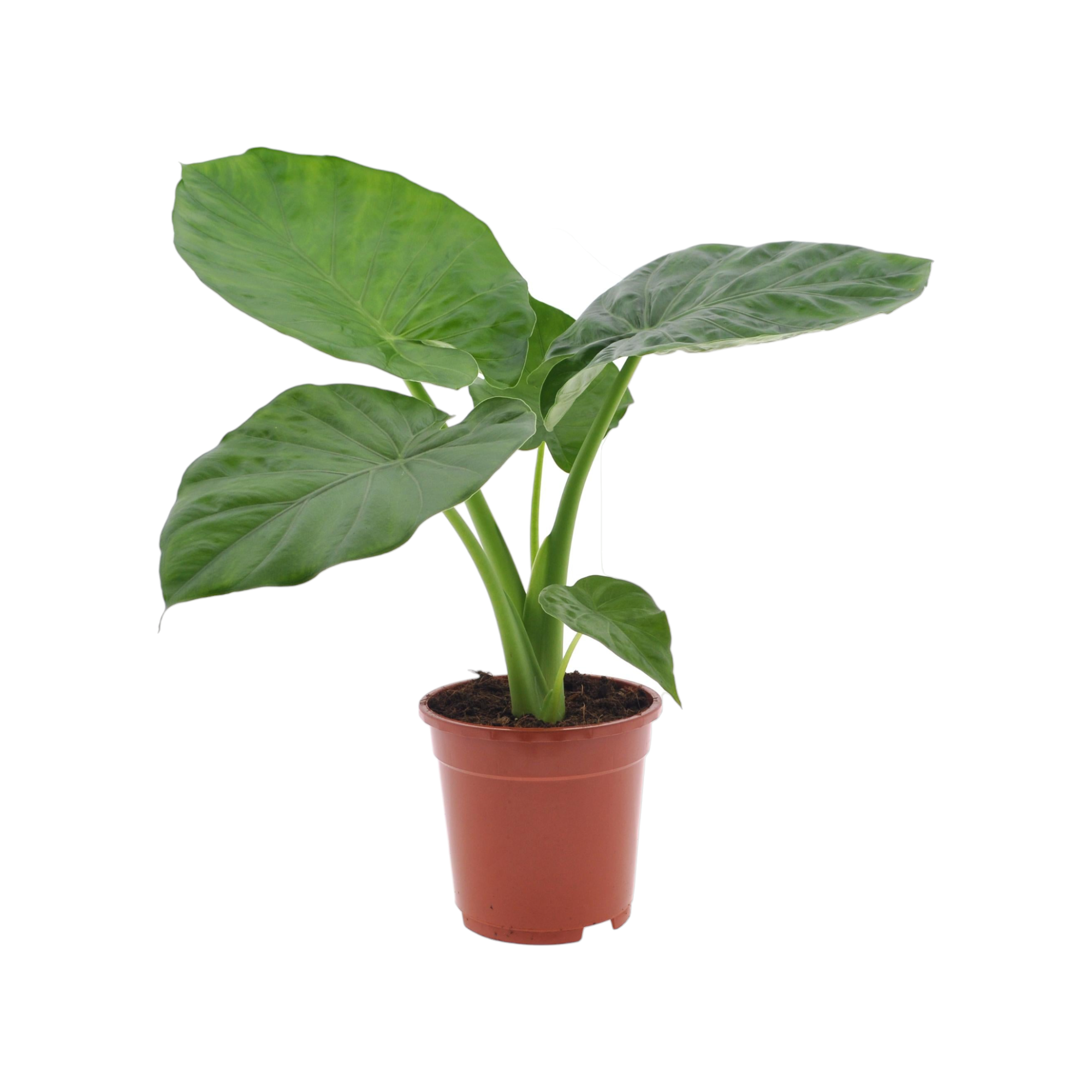 Plante d'intérieur - alocasia macrorrhiza 50.0cm