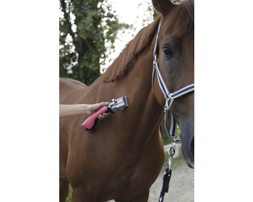 Bonum accu tondeuse voor grote dieren voor paarden, inclusief 1 accu en 23/31 tandenset, rood
