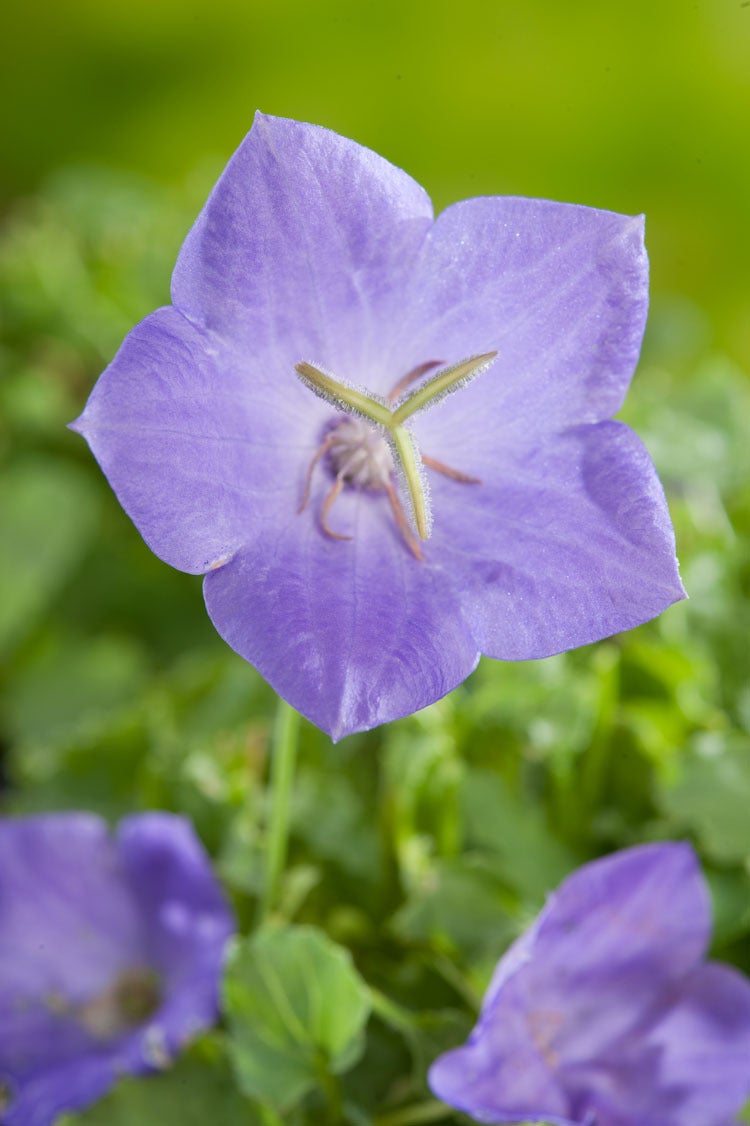 Klokjesbloem (Campanula carpatica 'Blaue Clips') D 9 H 5 cm