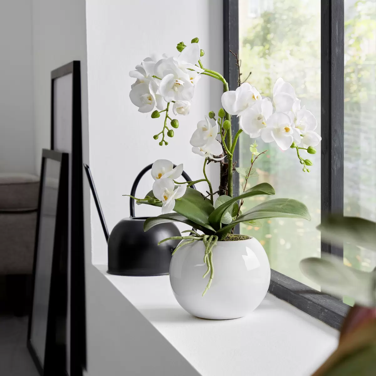 Orchidee Mayleen / James Wood grün,weiss