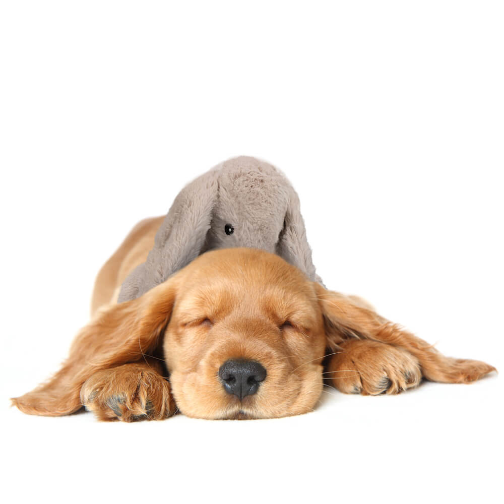 Cozy Dog Bunny