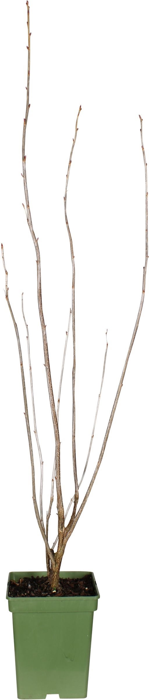 Intratuin biologische Zwarte bes (Ribes nigra 'Ben Nevis') D 23 H 100 cm