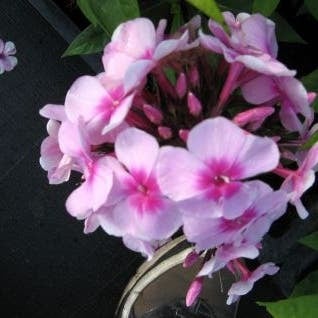 Vlambloem (Phlox paniculata 'Bright Eyes') D 9 H 10 cm