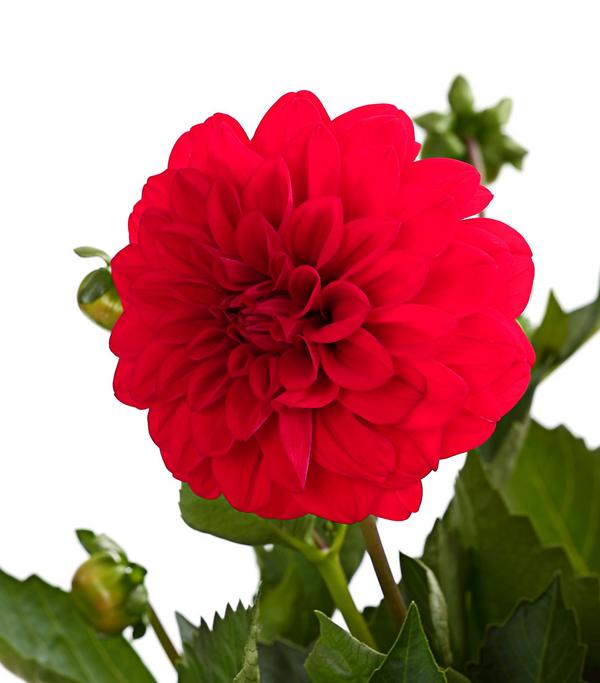 Dahlie, verschiedene Farben