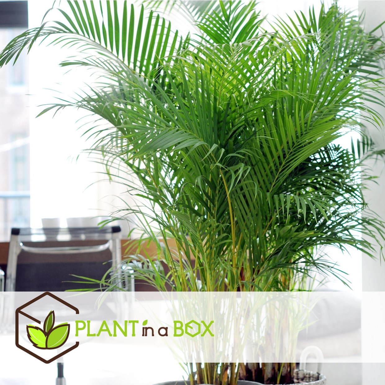 Dypsis lutescens - areca gold palm - set de 4 - pot 17cm - hauteur 60-70cm