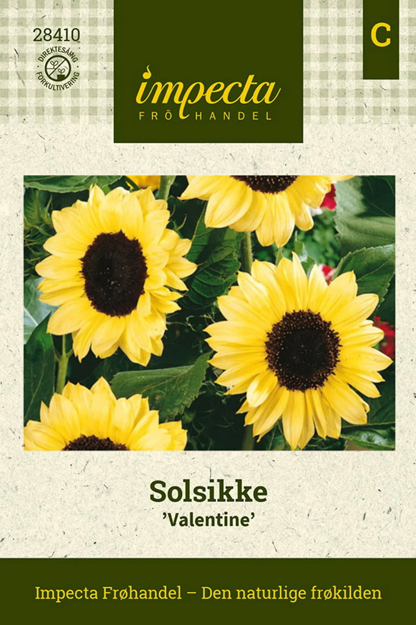 Helianthus annuus 'Valentine' Solsikke 'Valentine'