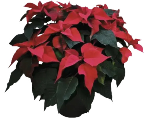 Poinsettia Mix FloraSelf Euphorbia pulcherrima H 45 cm Ø 23 cm pot