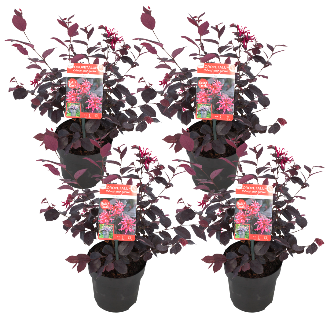 Loropetalum ever red - set de 4 - arbuste - pot 13cm - hauteur 25-35cm