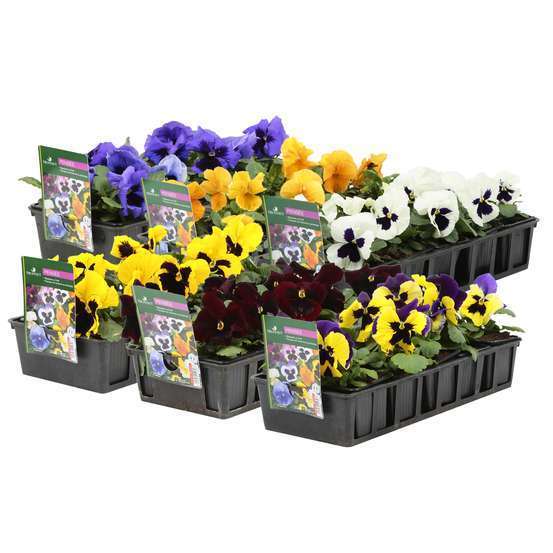 Pensée : barquette de 10 plants - Coloris variables