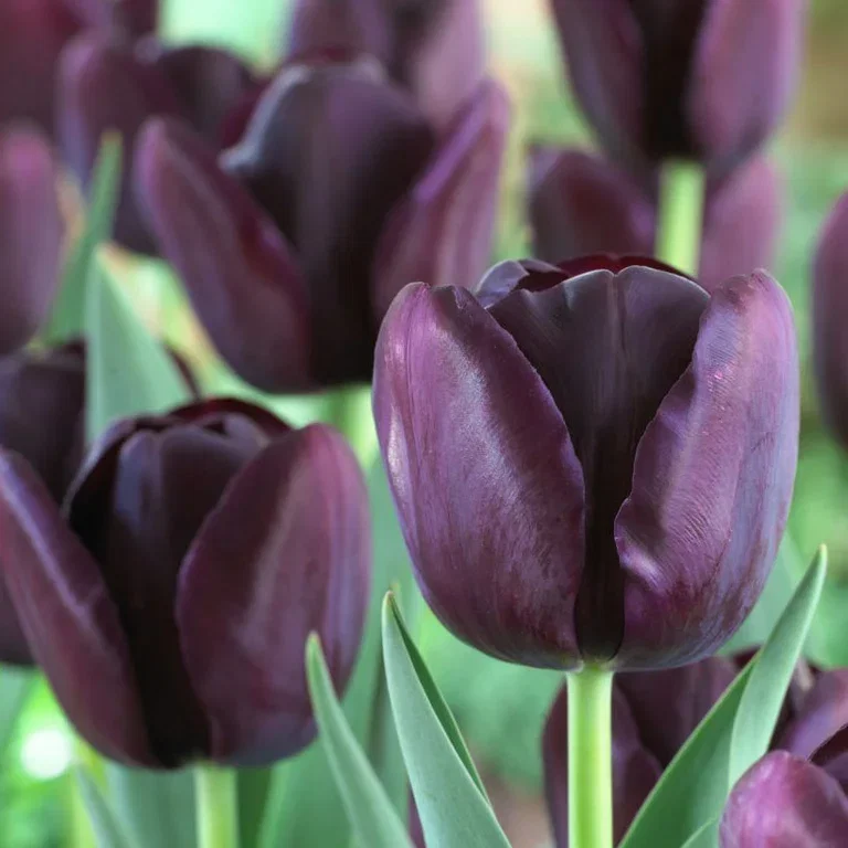 Tulipa gesneriana (Late singel flowering Group) 'Queen of Night' Tulipan 'Queen of Night'