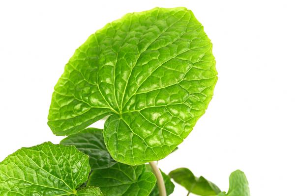 Wasabi