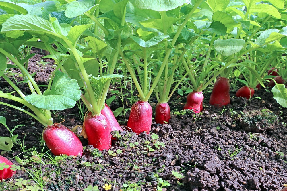 Bio - radis - french breakfast - 150 graines - raphanus sativus
