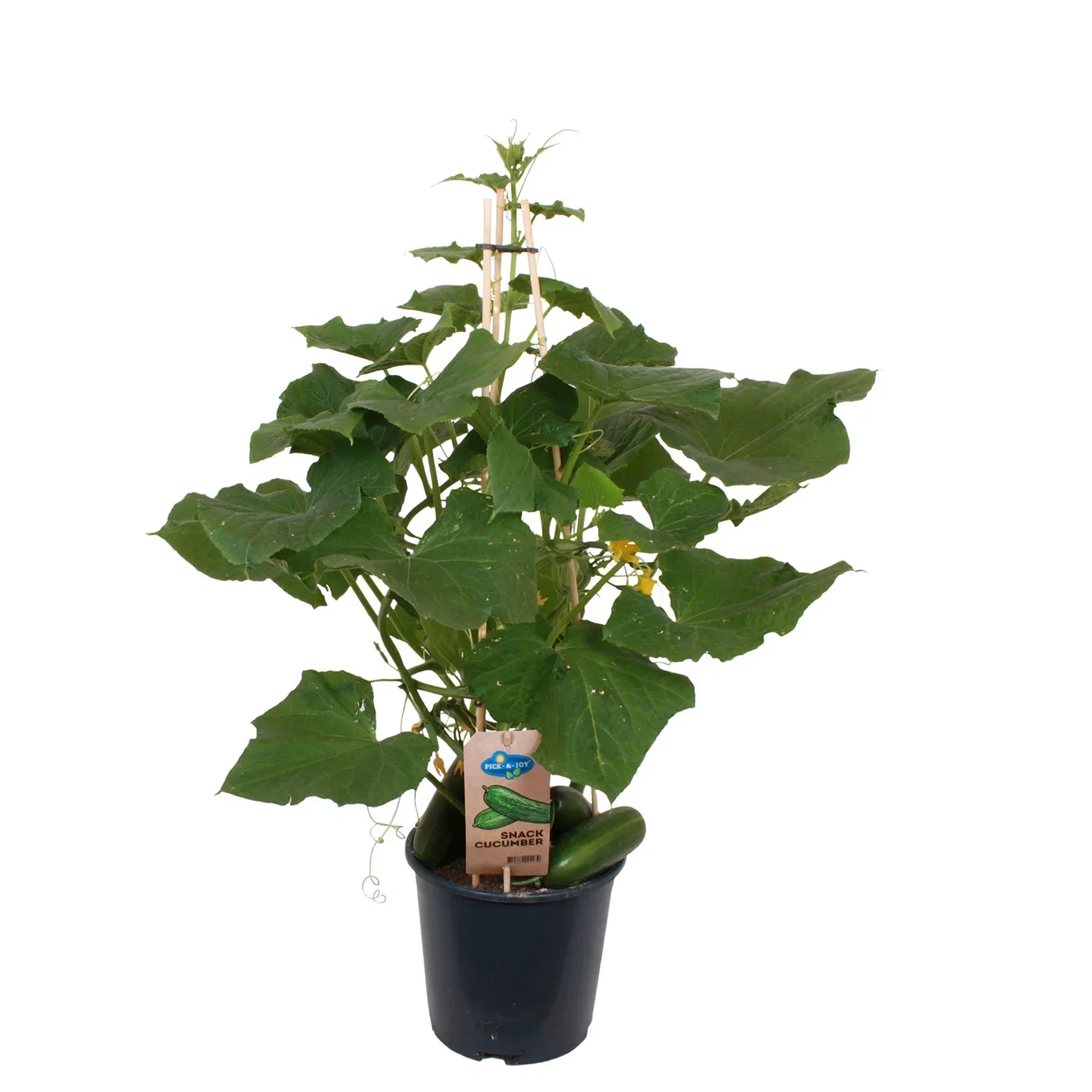 Ready Snack Cucumber 19 cm Snackagurk Ø19 cm