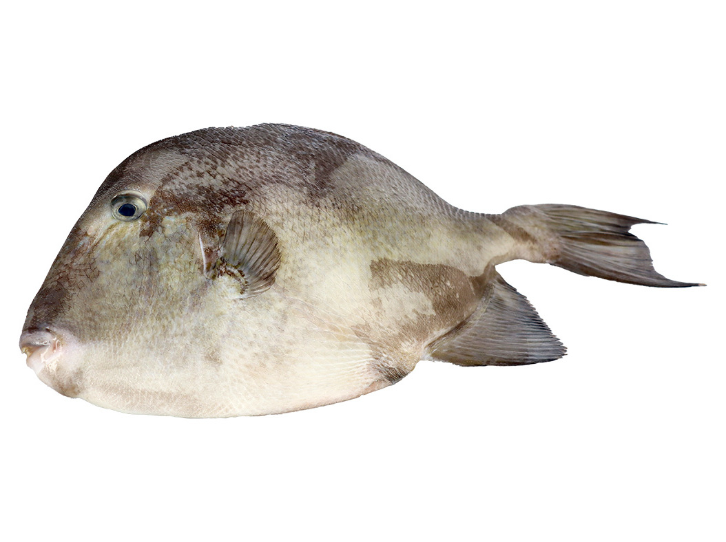 PEIXE PORCO KG
