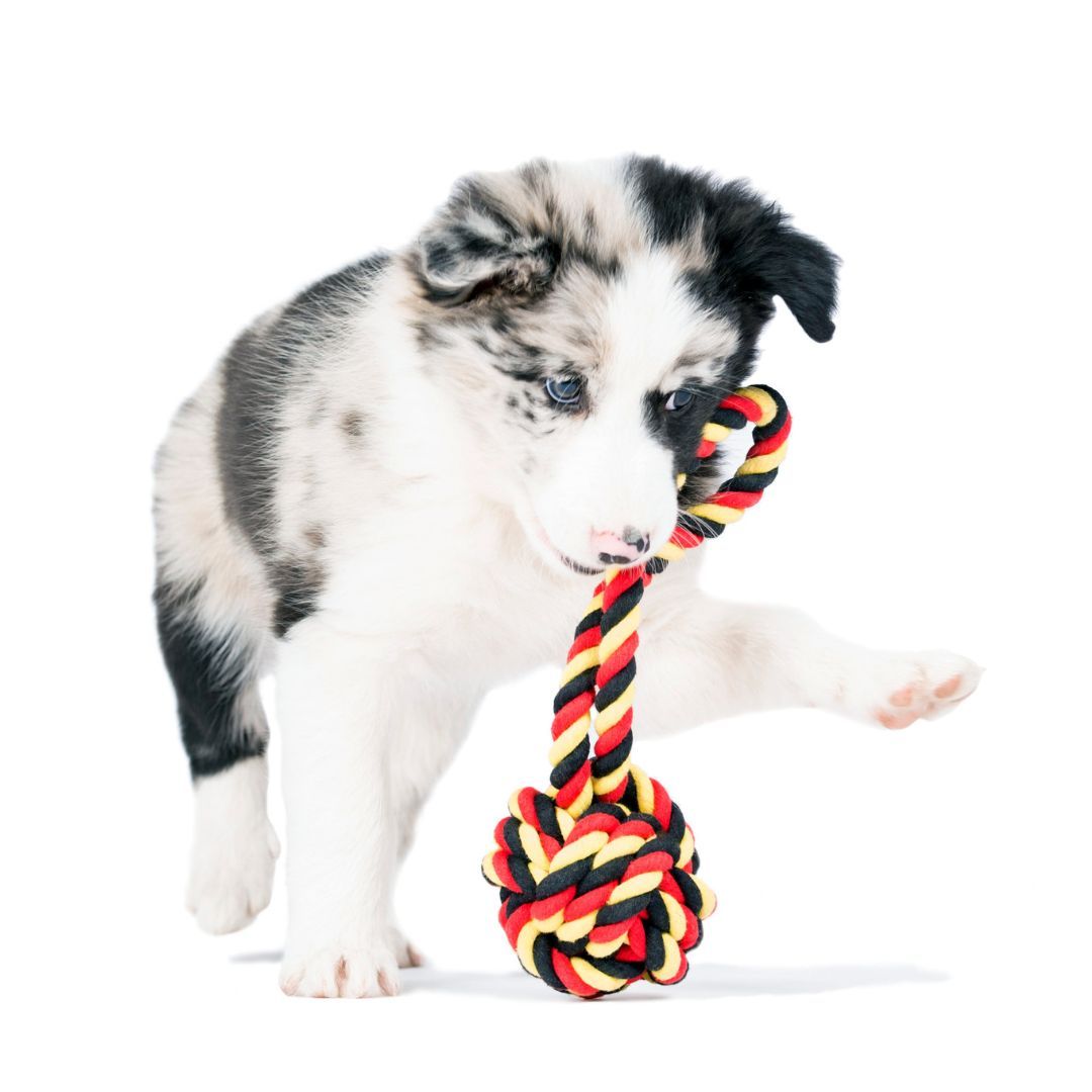 Hundespielzeug EM-Ball mit Loop - Laboni