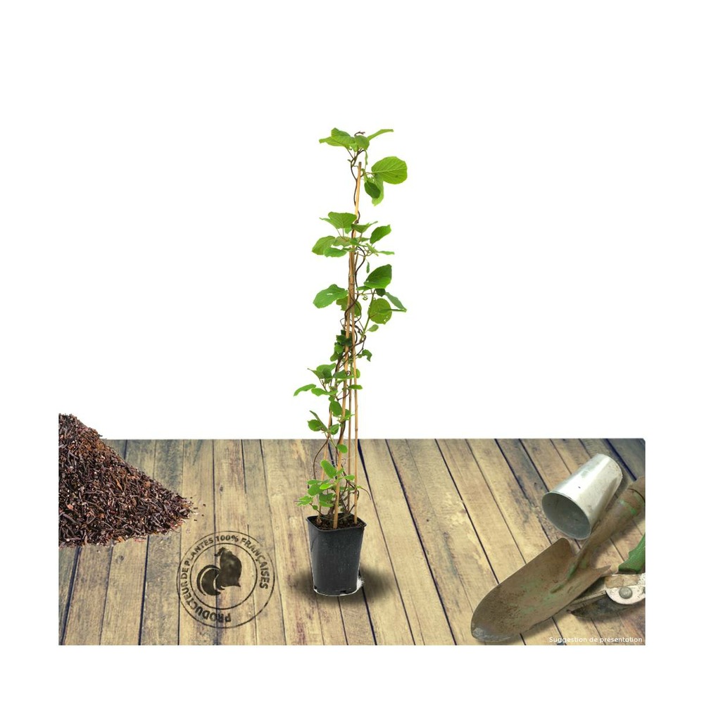 Kiwi chinensis solissimo® 'renact' (autofertile)/actinidia chinensis solissimo® 'renact' (autofertile)[-]pot de 6l - 100/150 cm