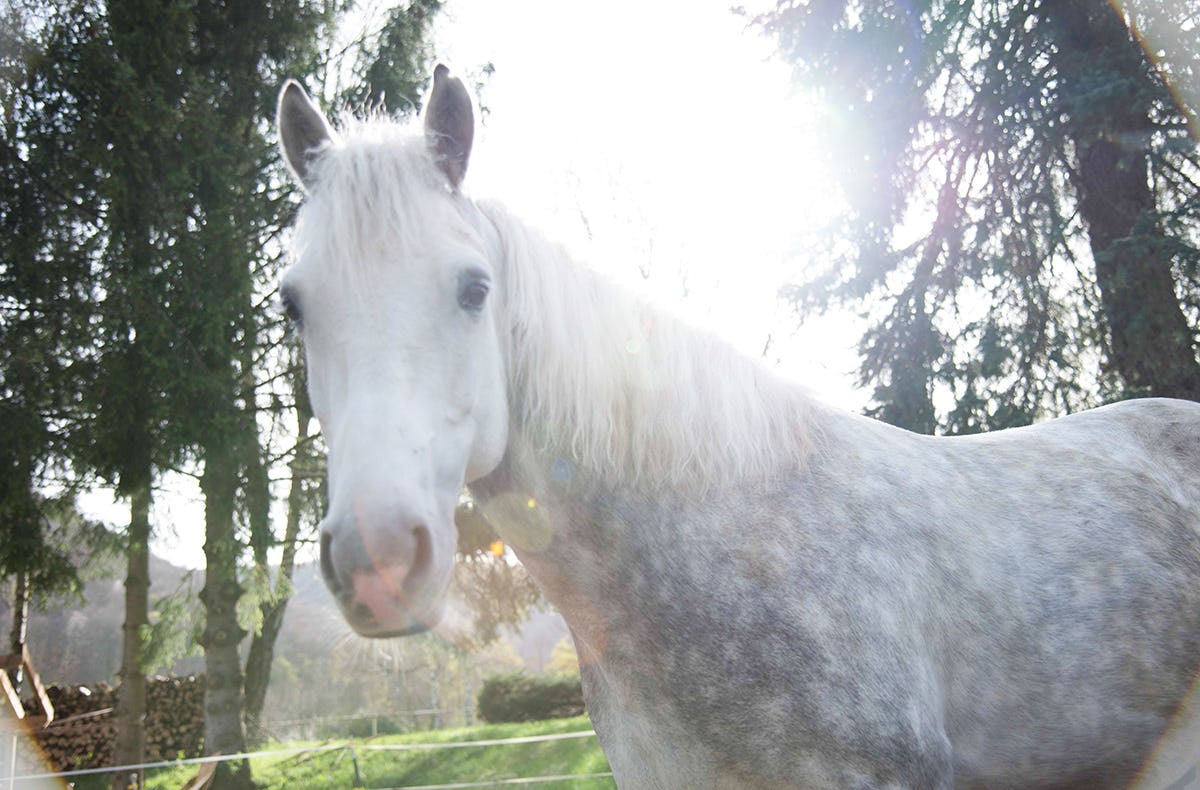Pony Wanderung Bad Urach