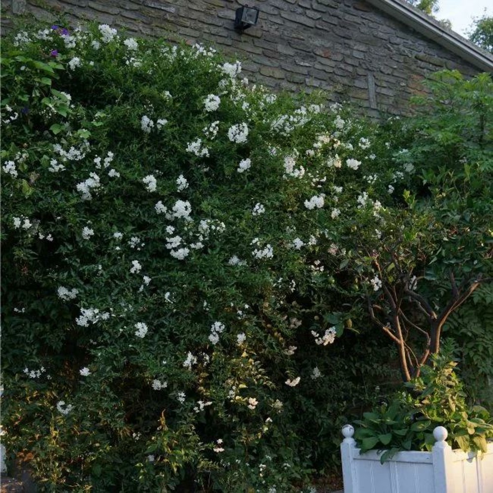 Morelle faux-jasmin 'album' - solanum jasminoïdes 3l