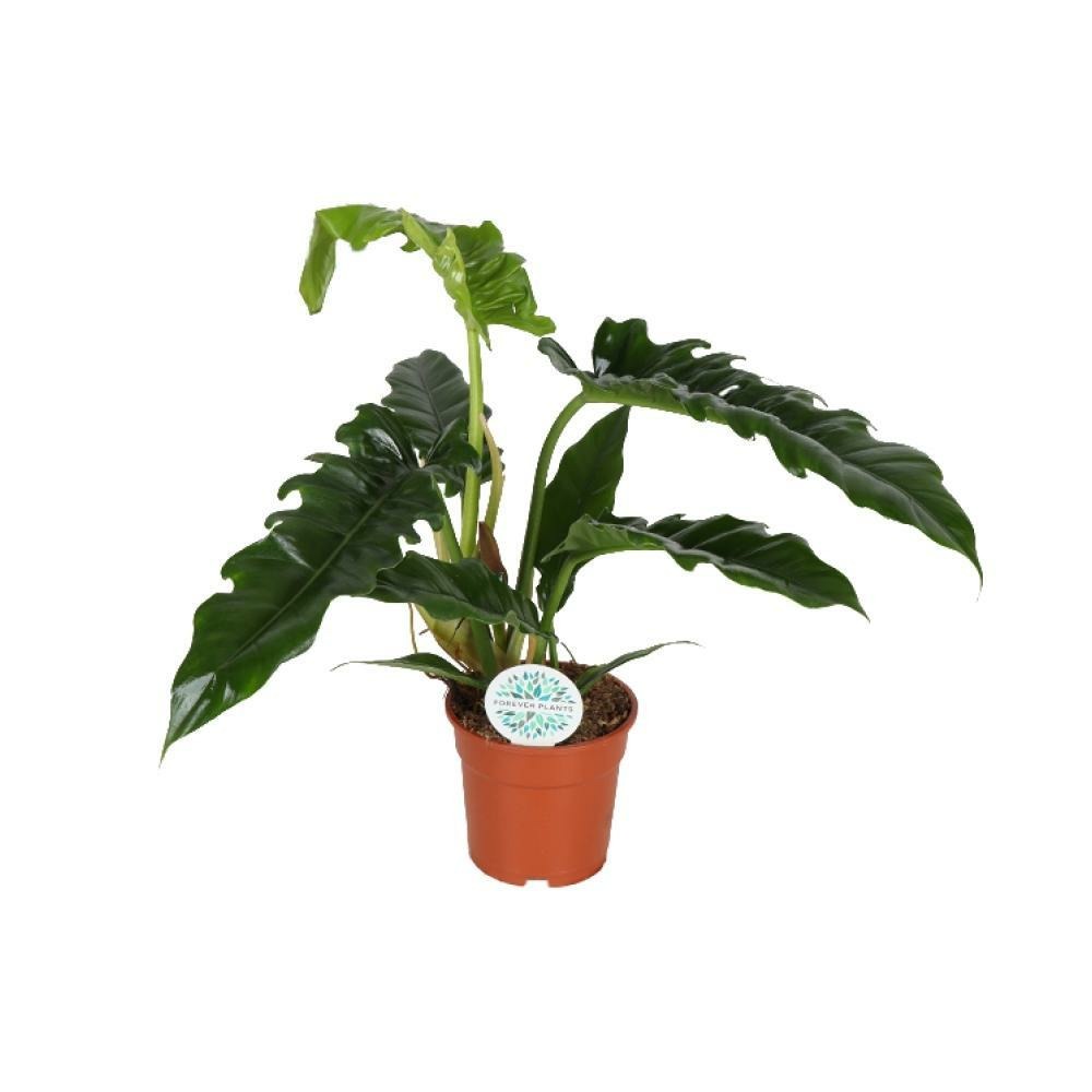 Plante d'intérieur - philodendron narrow 50.0cm