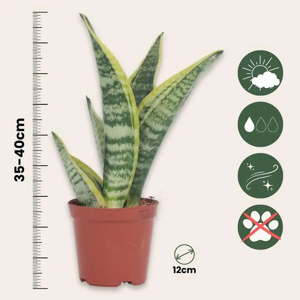 Vrouwentong - Set van 3 - Sansevieria 'Futura Superba' - Hoogte 35-40cm - ⌀12cm