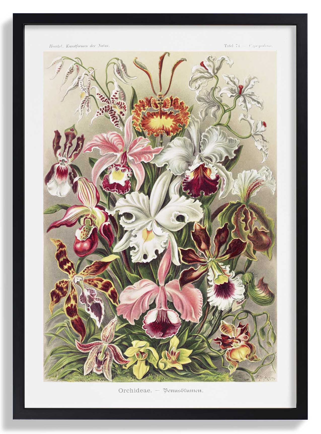 Orchideae Lilly Flowers von Ernst Haeckel mit Rändern