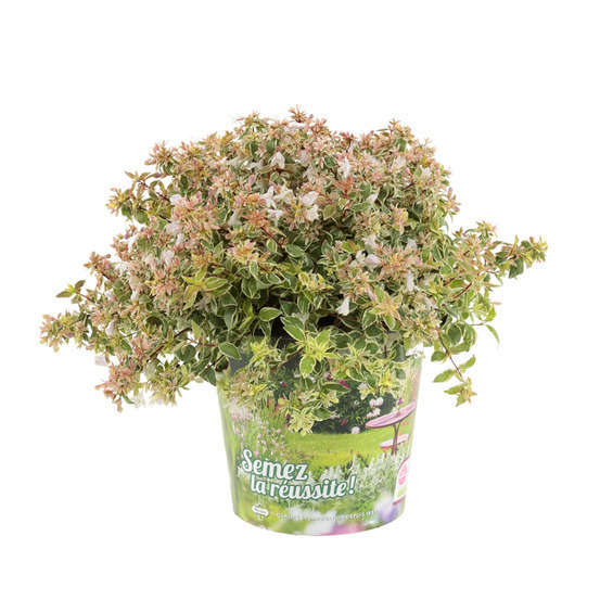 Abelia x grandiflora 'Sparkling Silver '® : conteneur 4,5 litres