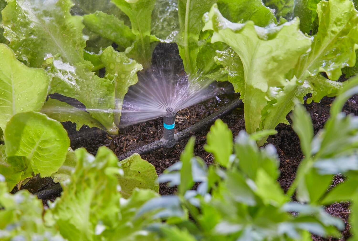 Gardena Micro Drip systeem T-stuk voor sproeiers 13 mm (1/2 inch)