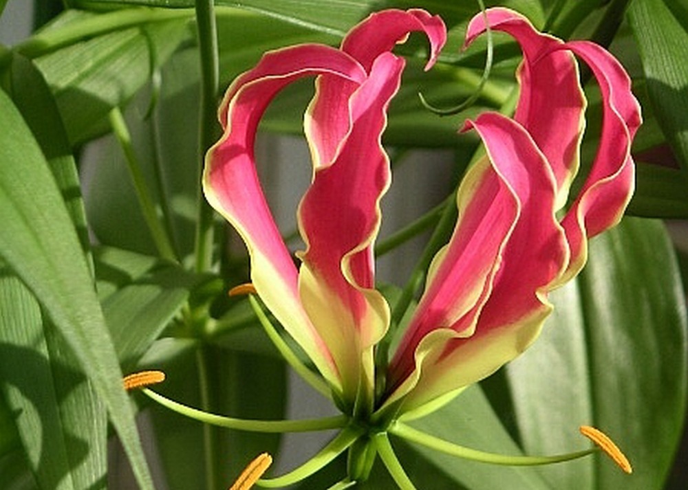 Lis de malabar - 15 graines - gloriosa rothschildiana