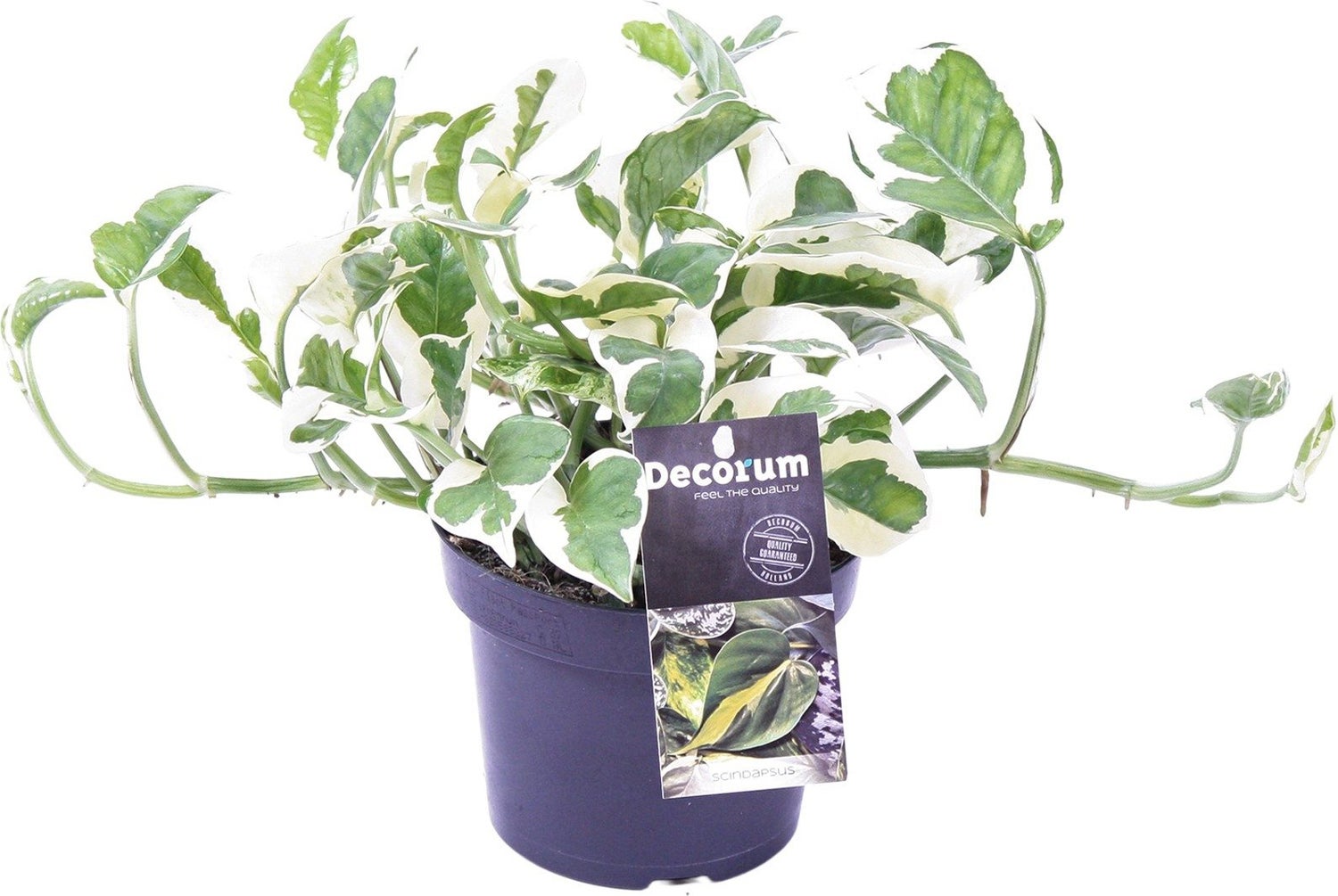 Drakenklimop (Epipremnum aureum 'N'Joy') D 12 H 15 cm
