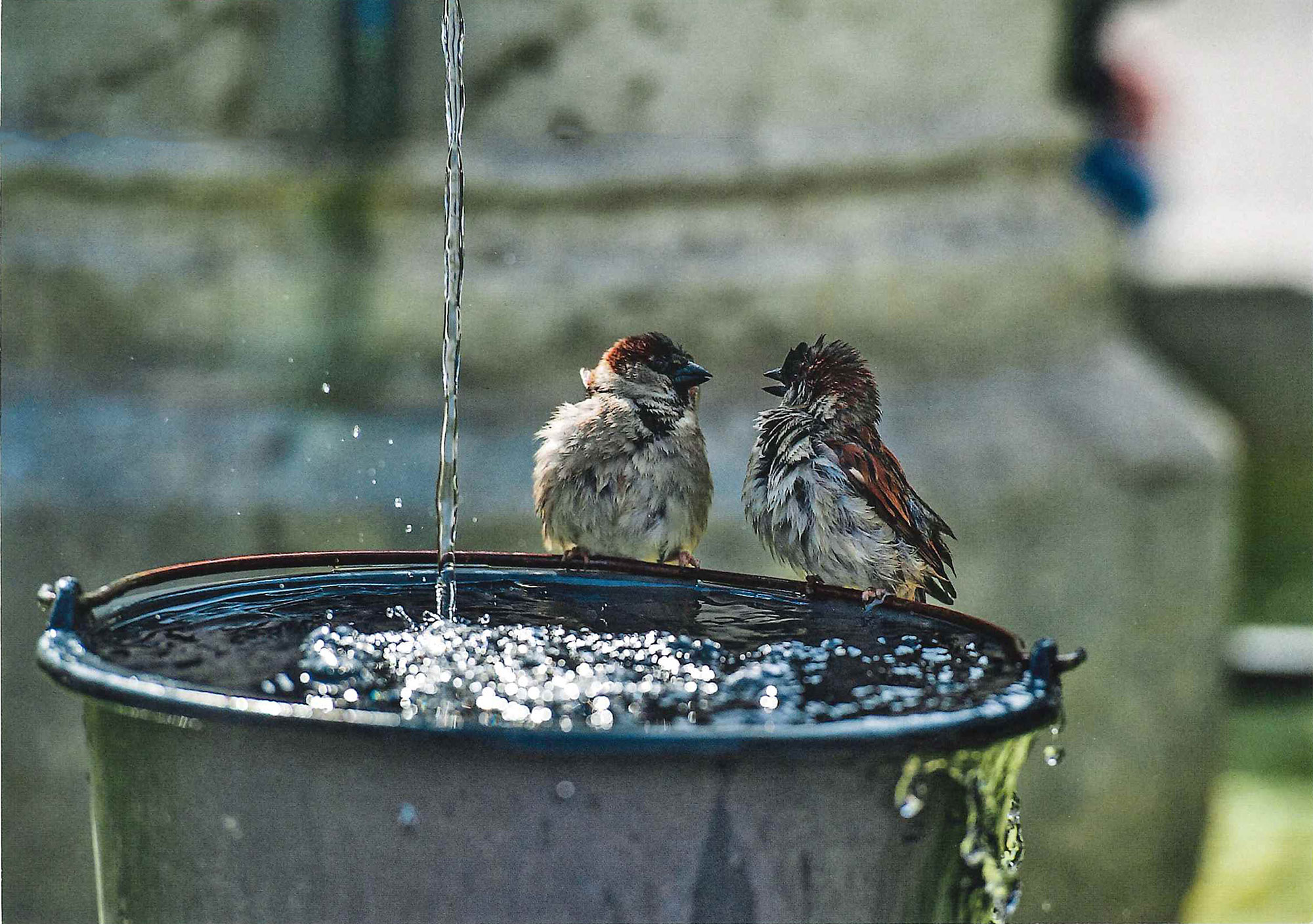 Postkarte 'Vogeldiskussion' günstig bestellen