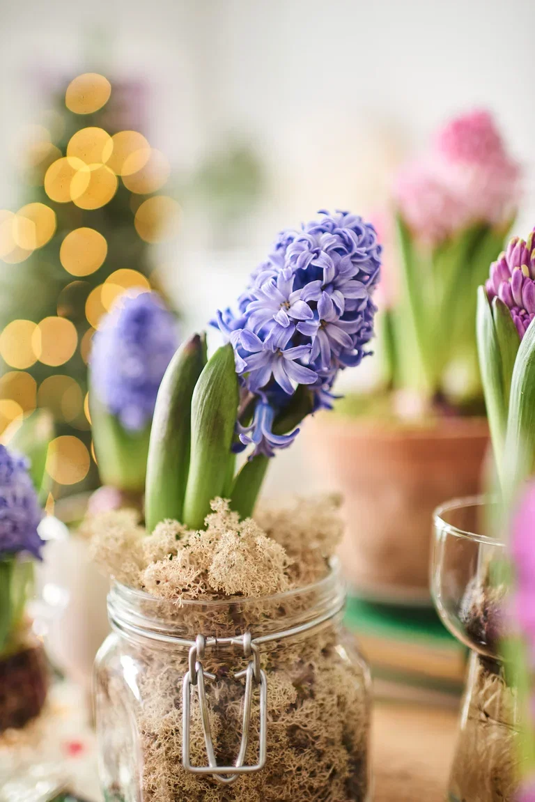 Hyacinthus orientalis Svibel Omkrets 17 cm