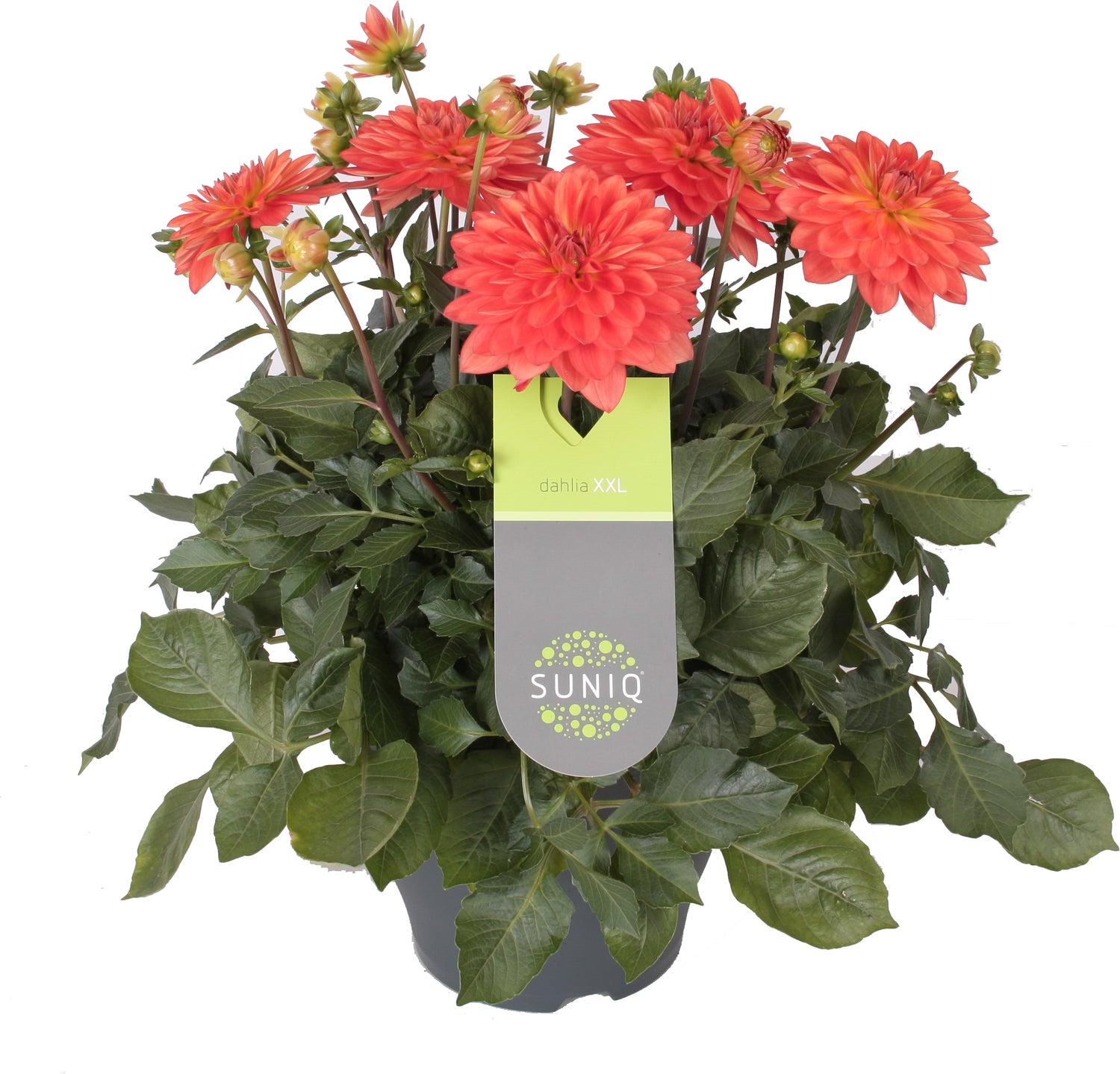 Dahlia (Dahlia 'Dalina Maxi Emilio') oranje D 23 H 50 cm
