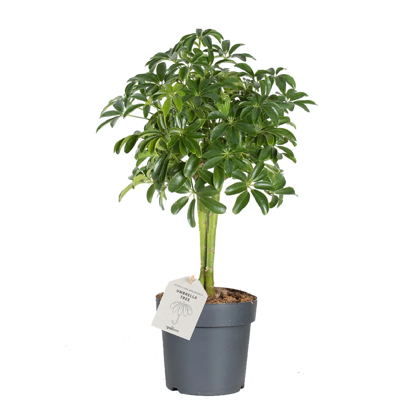 Schefflera arboricola 'Nora' Paraplytre 'Nora' Høyde 50 cm