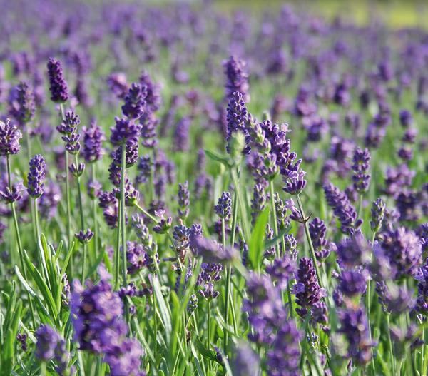 Lavendel 'Hidcote'