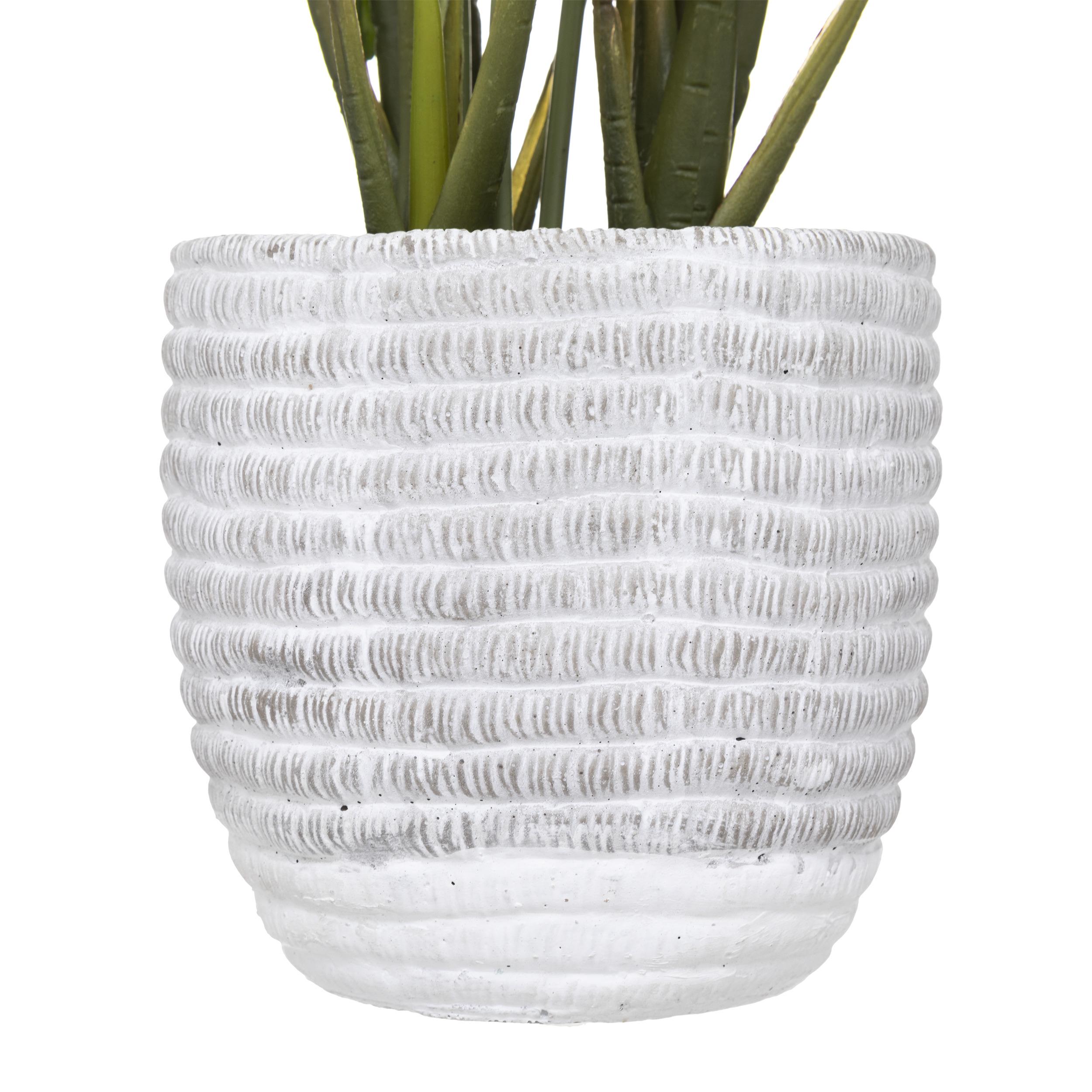 PLANTE LYS DE LA PAIX POT CIMENT H.54CM