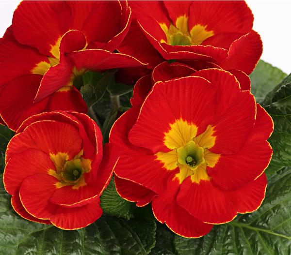 Primel, verschiedene Farben