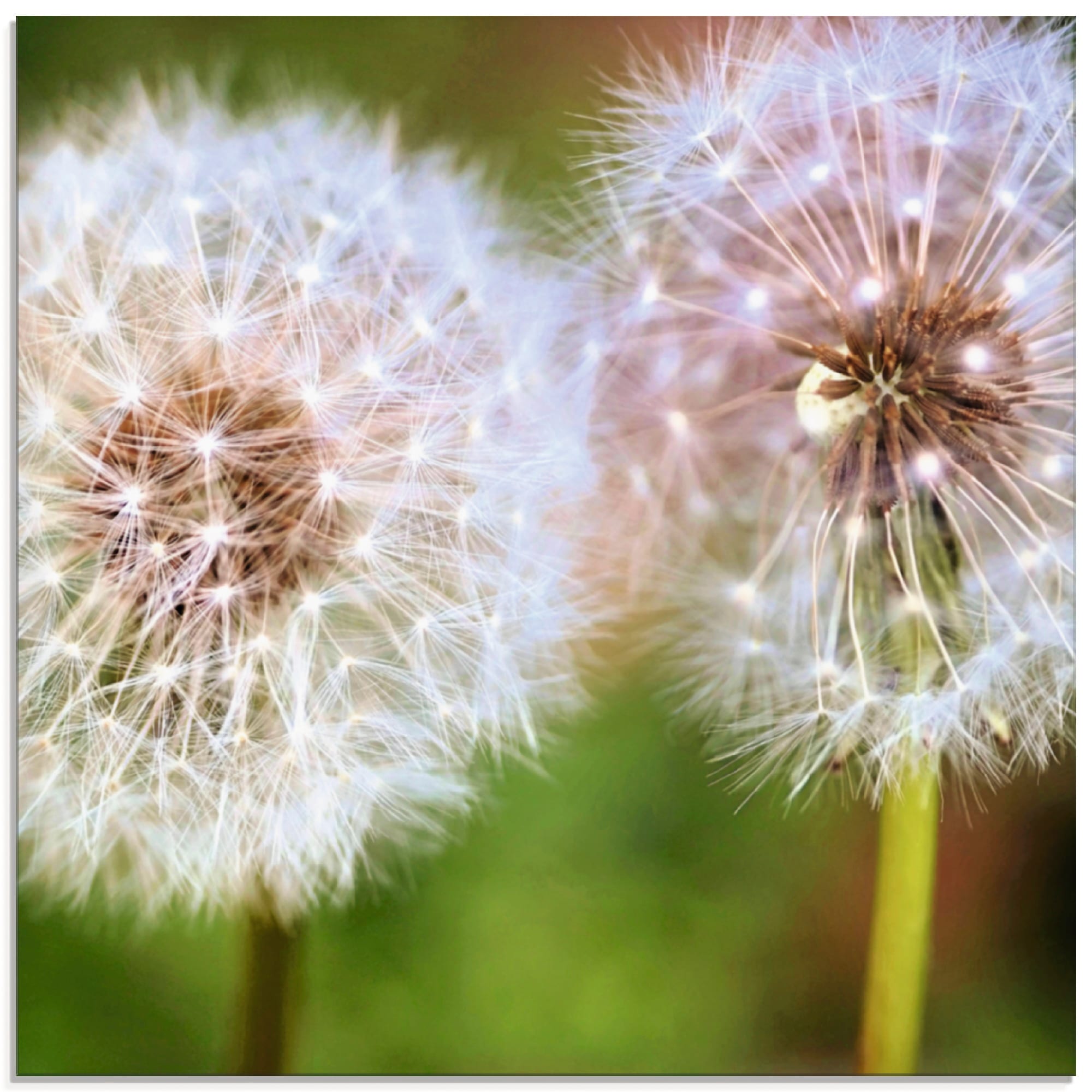 Artland Glasbild »Pusteblume Zweisamkeit« Blumen 1 Stk. tlg. in verschiedenen Grössen