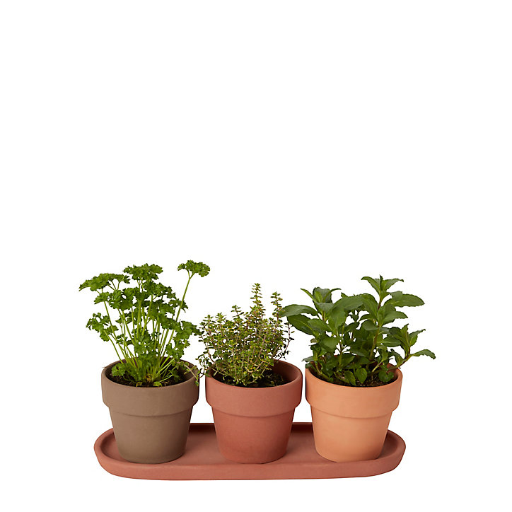 Trio de pots pour plantes aromatiques terre cuite ø9 cm